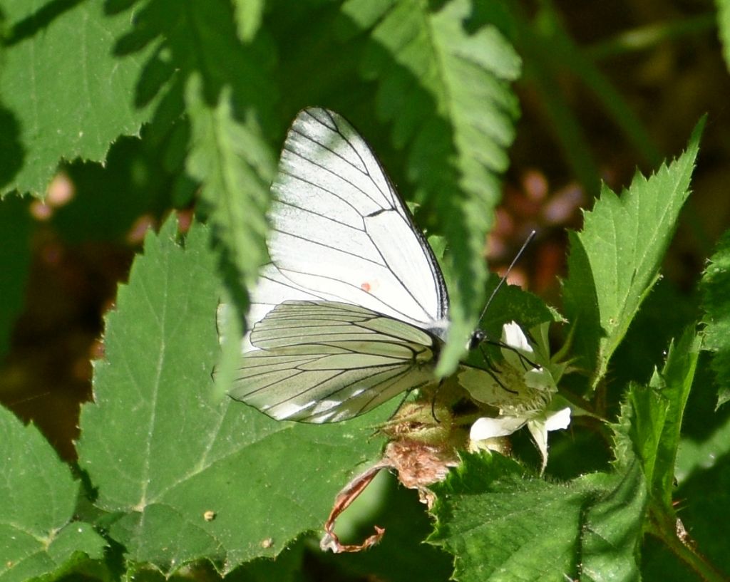 Aporia crataegi con macchia